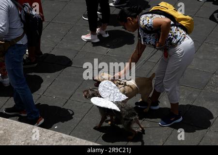 Nicht exklusiv: 25. Juni 2023, Mexiko-Stadt, Mexiko: Tausende von Menschen haben am Bürgermarsch für Tierrechte teilgenommen, um Gesetze zu fordern Stockfoto