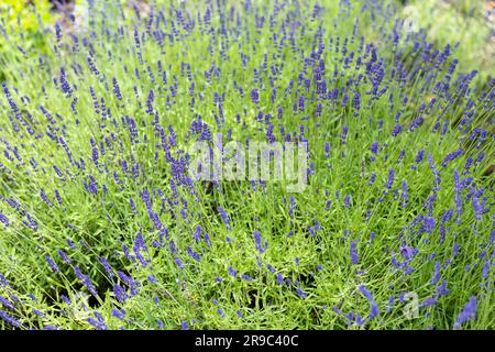 Wunderschön blühender Lavendel. Selektiver Fokus. LeVander-Blumenmuster. Duftende Lavendelblumen Stockfoto