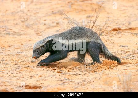 Ein Honigdachs (Mellivora capensis) in einem natürlichen Lebensraum, Kalahari-Wüste, Südafrika Stockfoto