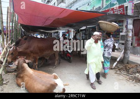 Dhaka Bangladesch 25.06.23, trotz des Verbots der Stadtgesellschaft, die Qorbani-Hütte sitzt auf der Straße, dieses Foto wurde aufgenommen dhaka meradia Viehmarkt Stockfoto