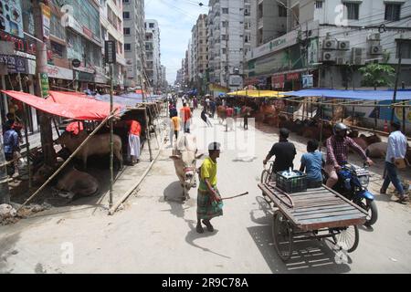 Dhaka Bangladesch 25.06.23, trotz des Verbots der Stadtgesellschaft, die Qorbani-Hütte sitzt auf der Straße, dieses Foto wurde aufgenommen dhaka meradia Viehmarkt Stockfoto