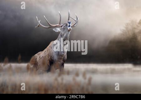 Majestätische Rotwild, die im See-Wald brüllen. Tier im Naturlebensraum. Großes Säugetier. Tierwelt Stockfoto