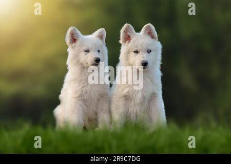 Zwei Hündchen witzig niedliche weiße Schweizer Schäferhunde Porträt auf der Wiese Stockfoto