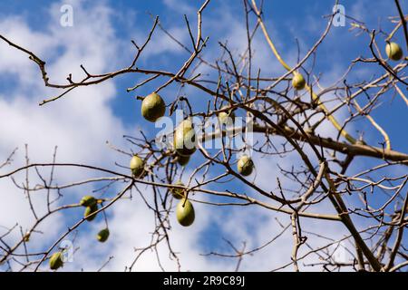 Ceiba insignis, der weiße Seidenbaum, ist eine Blumenpflanze der Familie Malvaceae, die in Barcelona, Spanien, zu finden ist. Stockfoto