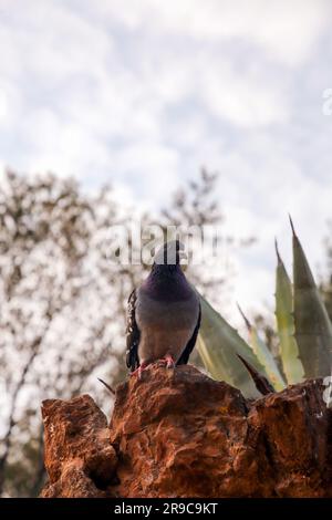 Taube an den Felswänden des Park Güell in Barcelona, Katalonien, Spanien. Stockfoto