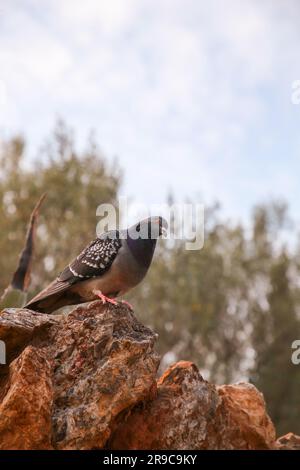 Taube an den Felswänden des Park Güell in Barcelona, Katalonien, Spanien. Stockfoto