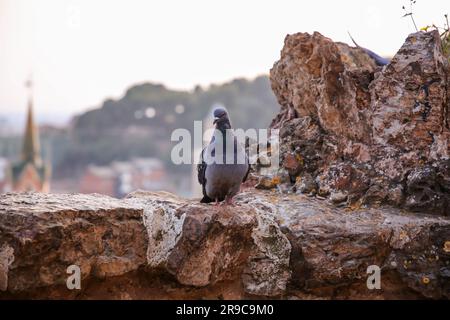 Taube an den Felswänden des Park Güell in Barcelona, Katalonien, Spanien. Stockfoto