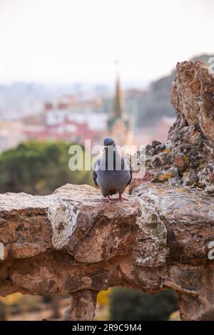 Taube an den Felswänden des Park Güell in Barcelona, Katalonien, Spanien. Stockfoto