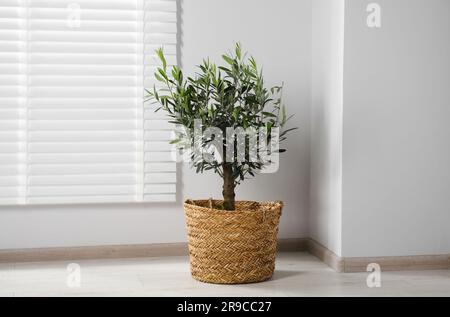 Topf mit Olivenbaum auf dem Boden im Zimmer, Platz fr Text. Innenelement  Stockfotografie - Alamy