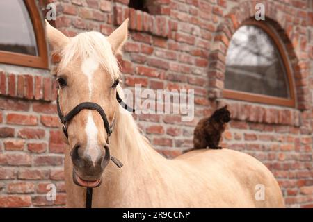 Eine niedliche Katze, die draußen auf einem Pferd in der Nähe eines Ziegelgebäudes sitzt. Hübsches Haustier Stockfoto