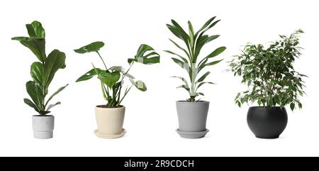 Collage mit verschiedenen Topfpflanzen auf weißem Hintergrund. Einrichtung des Hauses Stockfoto