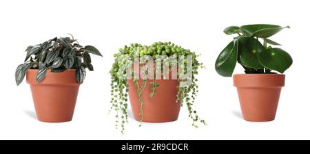 Collage mit verschiedenen Topfpflanzen auf weißem Hintergrund. Einrichtung des Hauses Stockfoto