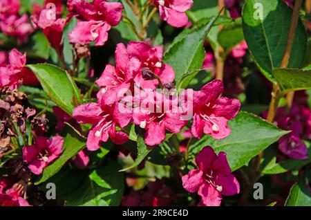 Nahaufnahme von altmodischen Weigela-Blumen im Frühling. Weigela florida Stockfoto