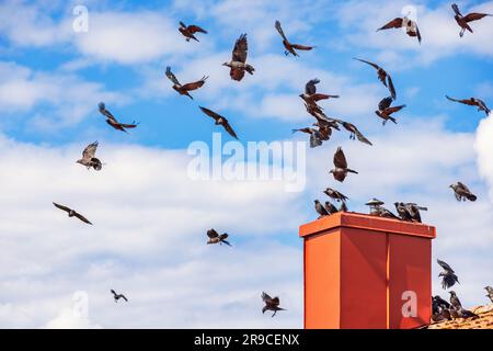 Westliche Jackdaws-Vögel fliegen über einem Schornstein auf dem Dach Stockfoto