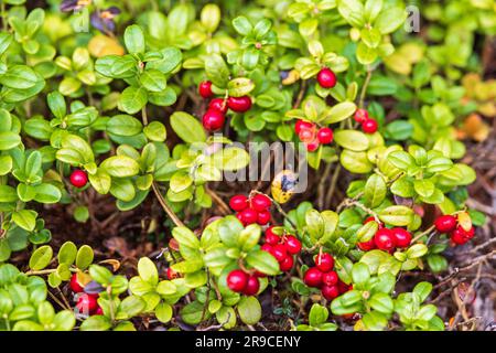 Rote Lingonberry wächst im Wald Stockfoto