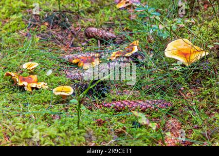 Falsche Pfifferlinge auf dem Waldboden Stockfoto