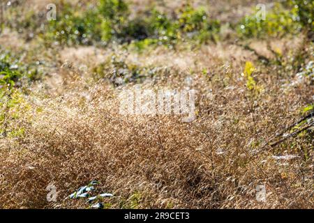 Morgentau im Hintergrund Stockfoto