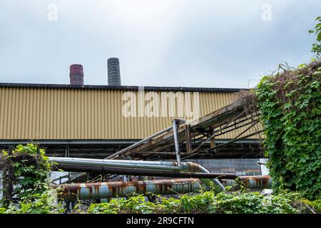 Grünland im Gegensatz zur industriellen Infrastruktur. Stahlrohre, Industriegebäude und Schornsteine im Hintergrund. Zabrze, Polen Stockfoto