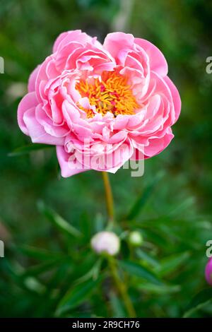 Blühende wunderschöne, ganzjährig rosa peonia Korallen Sonnenuntergangsblumen Stockfoto