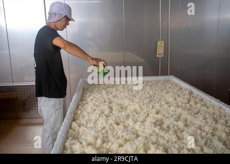 Japan/Präfektur Akashi/Hyogo/Herstellung von japanischem Sake/gedämpftem Reis, der mit Koji-Sporen geimpft ist. Stockfoto