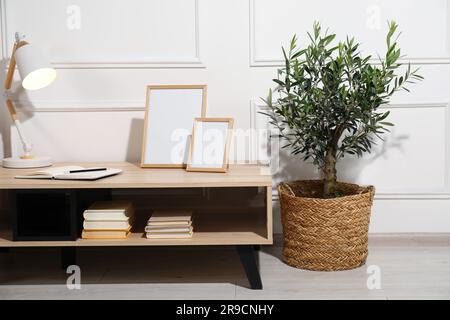 Wunderschöner junger Olive-Baum in der Nähe des Tisches im Wohnzimmer. Innenelement Stockfoto