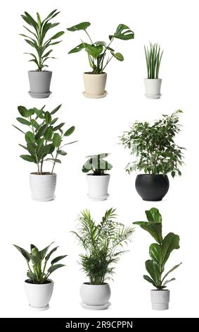 Collage mit verschiedenen Topfpflanzen auf weißem Hintergrund. Einrichtung des Hauses Stockfoto
