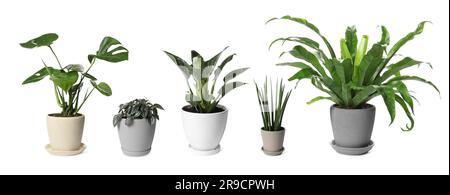 Collage mit verschiedenen Topfpflanzen auf weißem Hintergrund. Einrichtung des Hauses Stockfoto