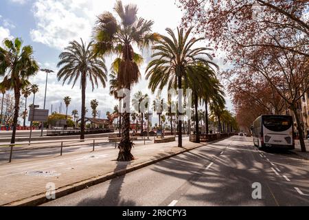 Barcelona, Spanien - 13. FEBRUAR 2022: Passeig de Colom ist eine breite, von Palmen gesäumte Allee im Viertel Ciutat Vella in Barcelona, Katalonien, Spanien. Stockfoto