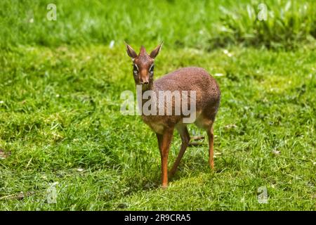 Kirks dik-dik (Madoqua kirkii) im Gras, kleine Antilopen in der Familie Bovidae, süßes winziges Säugetier aus Ostafrika. Stockfoto