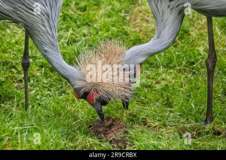 Ein paar graue Kraniche (Balearica regulorum gibbericeps), die im Gras graben, andere Namen: Kranich, Vogel in der Familie Gruidae. Stockfoto