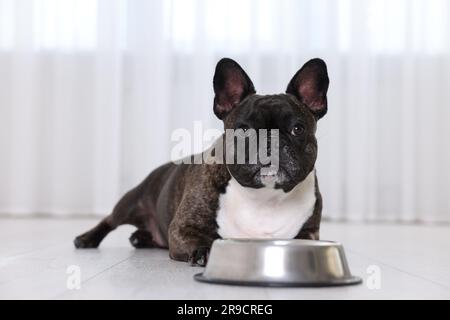 Bezaubernder französischer Bulldog in der Nähe der Schüssel. Hübsches Haustier Stockfoto