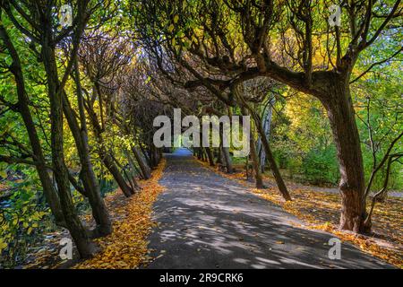 Baumtunnel im Oliwa-Park (Oliwski) in Danzig in Polen. Herbstgasse mit Buchenbäumen, die einen natürlichen Torbogen bilden. Stockfoto