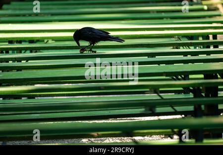 München, Deutschland. 26. Juni 2023. Eine Krähe steht auf einer der unzähligen grünen Bierbänke im Biergarten am Chinesischen Turm in den frühen Morgenstunden und kneift an einem Knochen. Der Biergarten rund um den pagodenförmigen Turm gilt als eines der Wahrzeichen der bayerischen Hauptstadt. Kredit: Peter Kneffel/dpa/Alamy Live News Stockfoto