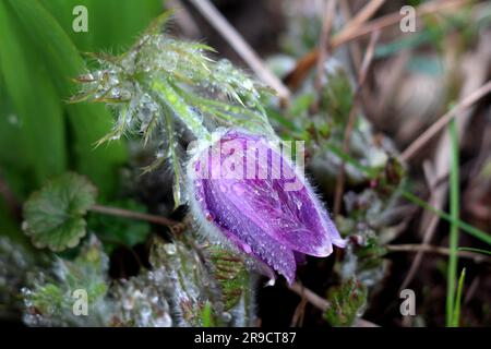 Pulsatilla vulgaris oder Pasqueflower oder Pasqueflower oder europäischer Pasqueflower oder Dänen Bluthaube mit violetter Glockenform Stockfoto