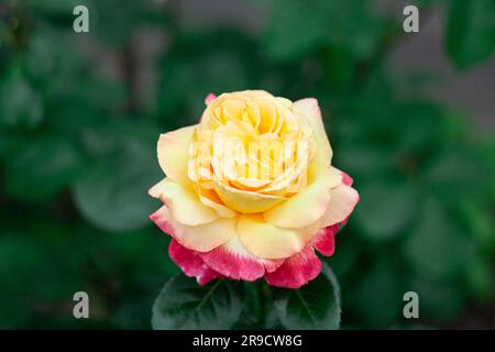 Peace Gloria Dei Hybrid Tea Rose im Sommergarten Stockfoto