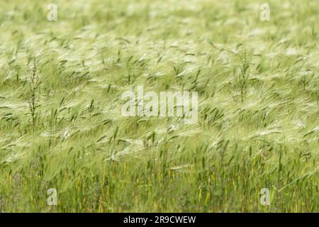 Gerste, Hordeum, im Sommer auf einem landwirtschaftlichen Feld im ländlichen Raum Stockfoto