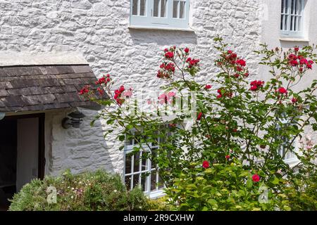 Rote Rosen am Cottage Door – Bild eines Abschnitts eines traditionellen weißen Steinhauses mit roten Rosen, die im Garten wachsen. Stockfoto