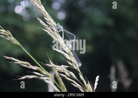Libellen paaren sich auf Gras auf dem Feld. Selektiver Fokus mit geringer Tiefenschärfe. Erstaunliches Licht, das Farben und Details zeigt. Stockfoto