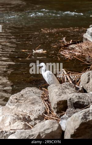 Einzelne verschneite Ehrenjagd am Ebro River in Saragoza, Aragon, Spanien. Stockfoto