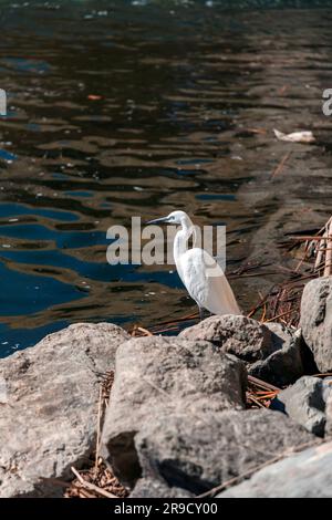 Einzelne verschneite Ehrenjagd am Ebro River in Saragoza, Aragon, Spanien. Stockfoto