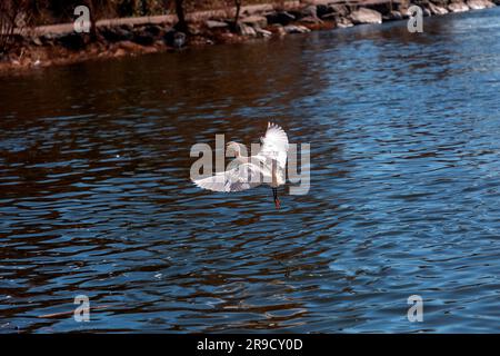 Einzelne verschneite Ehrenjagd am Ebro River in Saragoza, Aragon, Spanien. Stockfoto