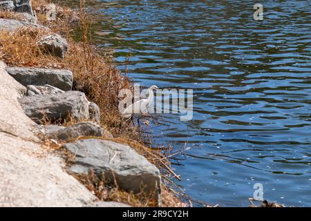 Einzelne verschneite Ehrenjagd am Ebro River in Saragoza, Aragon, Spanien. Stockfoto