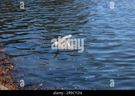 Einzelne verschneite Ehrenjagd am Ebro River in Saragoza, Aragon, Spanien. Stockfoto