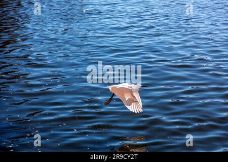 Einzelne verschneite Ehrenjagd am Ebro River in Saragoza, Aragon, Spanien. Stockfoto