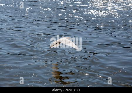 Einzelne verschneite Ehrenjagd am Ebro River in Saragoza, Aragon, Spanien. Stockfoto