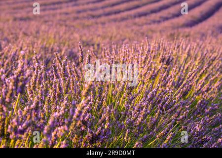 Zarte violette Blumen blühen in gepflegten Reihen über dem großen Lavendelfeld und schaffen eine atemberaubende Landschaft an einem sonnigen Sommertag Stockfoto