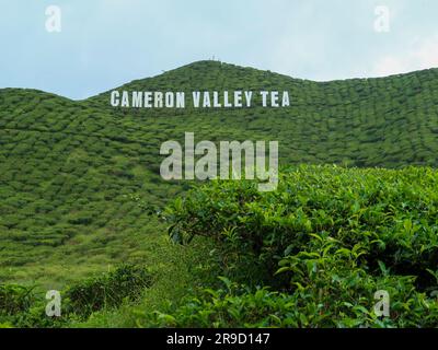 20. November 2018 - Cameron Highlands, Malaysia: Touristen, die eine Schwarzteeplantage mit Aussichtsplattform in den Bergen der Cameron Highlands besuchen, Stockfoto