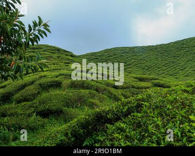 20. November 2018 - Cameron Highlands, Malaysia: Touristen, die eine Schwarzteeplantage mit Aussichtsplattform in den Bergen der Cameron Highlands besuchen, Stockfoto