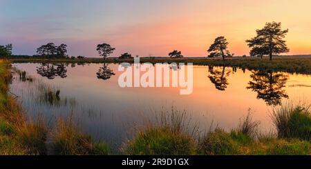 Ein breiter Panoramablick im Sommer 2:1 im Dwingelderveld National Park, einem Nationalpark in der niederländischen Provinz Drenthe, der sich ungefähr im Dreieck befindet Stockfoto