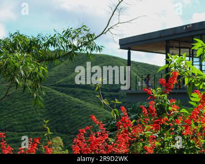 20. November 2018 - Cameron Highlands, Malaysia: Touristen, die eine Schwarzteeplantage mit Aussichtsplattform in den Bergen der Cameron Highlands besuchen, Stockfoto